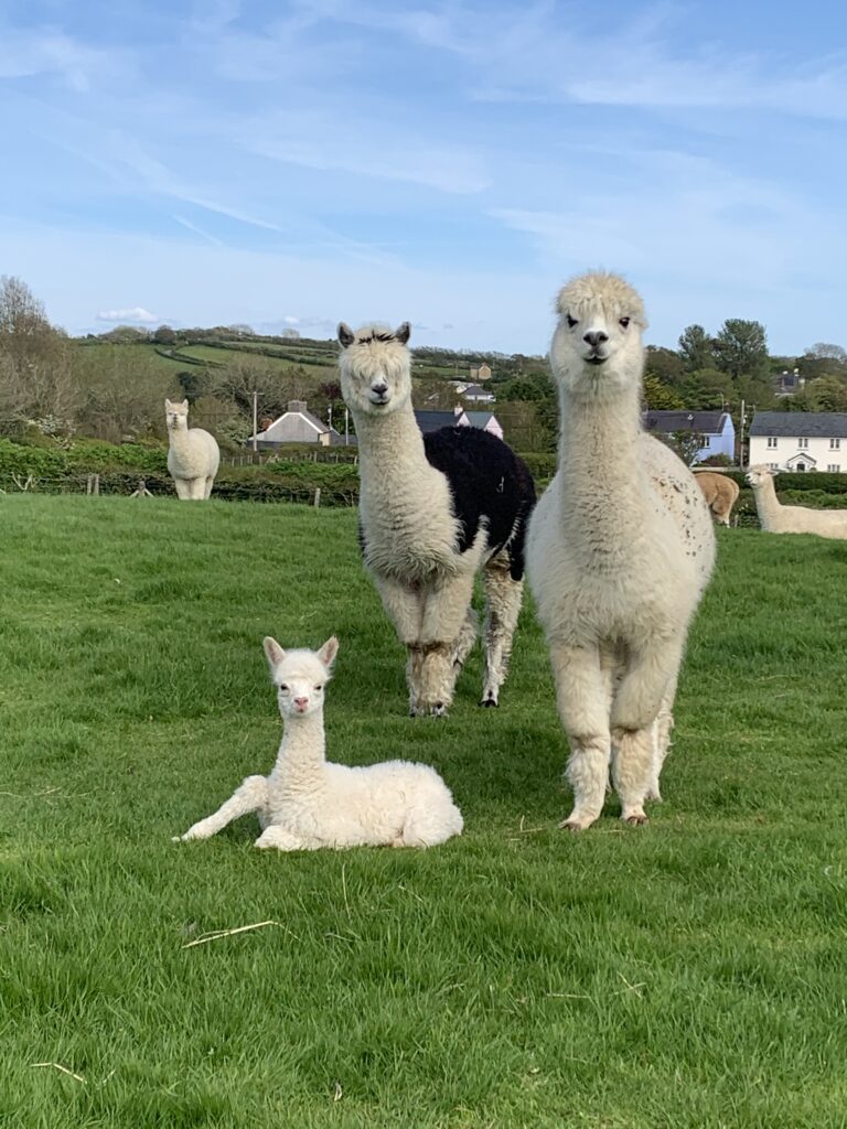 I produce our own alpacas yarns, fleece for spinning, fully traced back to the alpaca. Handmade hats & scarves.