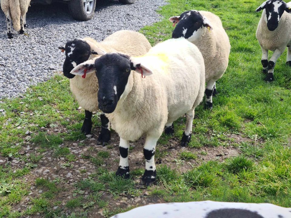 Come and visit the Sheep Marquee you can meet Icelandic sheep, Gotlands, Ryelands, Shetlands, Leicester long wool and a special treat on Sunday when some Derbyshire gritstones (pictured) join us.