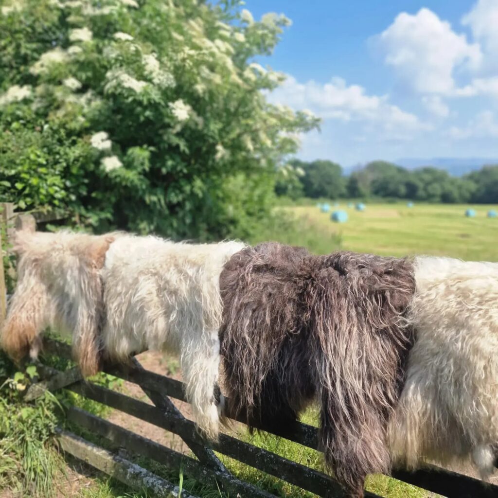 Maker of natural, sustainable rugs and mats from fleece donated by a small flock of icelandic and ryeland sheep